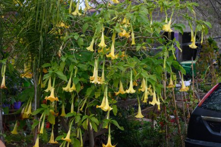 Photo for Brugmansia beautiful tropical plant with yellow flowers - Royalty Free Image