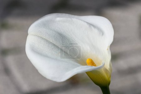 weiße Calla Lilien tropische Blume in Zypern im Winter 5