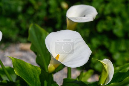 weiße Calla Lilien tropische Blume in Zypern im Winter 3
