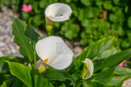 lirios de cala blanca flor tropical en ciprus en invierno 1