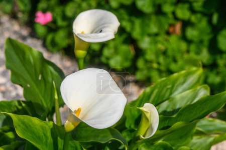weiße Calla Lilien tropische Blume in Zypern im Winter