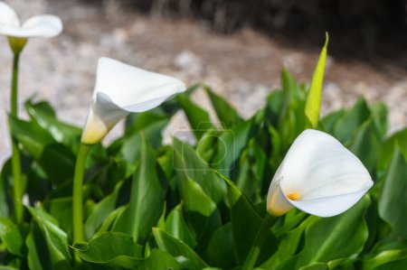 weiße Calla Lilien tropische Blume in Zypern im Winter 9