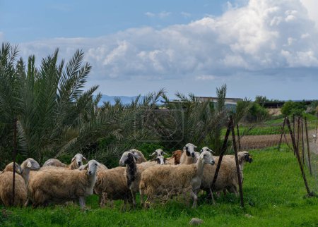 flock of sheep in a village in winter in Cyprus
