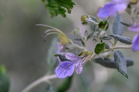 purple decorative flowers in winter in Cyprus