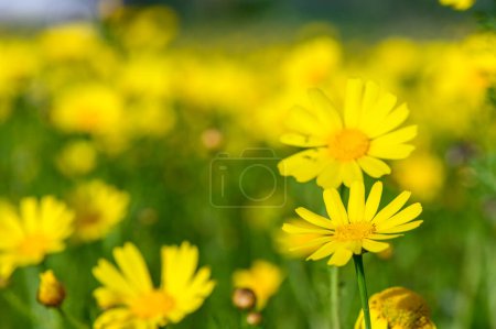 Flores de manzanilla amarillas sobre un fondo de jardín verde oscuro