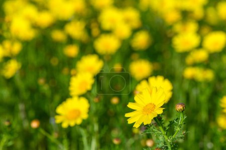 Flores de manzanilla amarillas sobre fondo de jardín verde oscuro 1