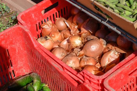Zwiebeln in einer Schachtel in der Nähe eines Geschäfts in Zypern