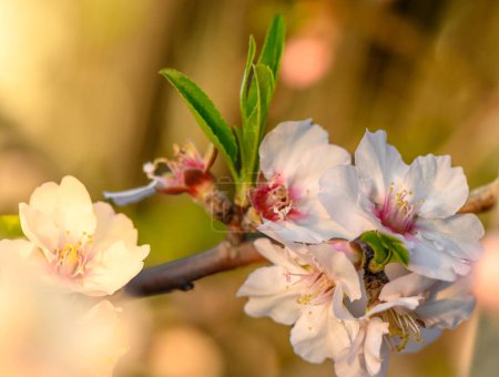 Foto de Flores de almendras. Almendro con flores en el jardín. Flores rosadas florecientes en las ramas 3 - Imagen libre de derechos