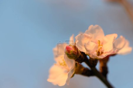 Foto de Flores de almendras. Almendro con flores en el jardín. Flores rosas florecientes en las ramas 2 - Imagen libre de derechos
