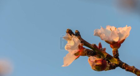 Foto de Flores de almendras. Almendro con flores en el jardín. Flores rosas florecientes en las ramas 1 - Imagen libre de derechos