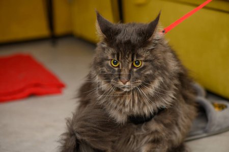 beautiful young maine coon with on a leash
