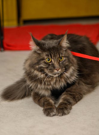 beautiful young maine coon with on a leash 1