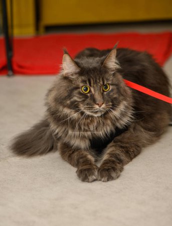 beautiful young maine coon with on a leash 2