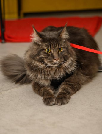 beautiful young maine coon with on a leash 3