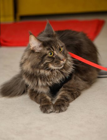 beautiful young maine coon with on a leash 4