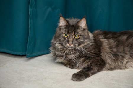 Maine Coon lies on the floor on a green background 1