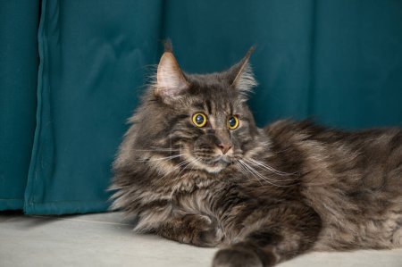 Maine Coon lies on the floor on a green background 2