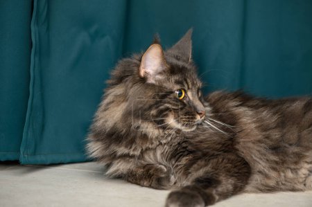 Maine Coon lies on the floor on a green background 3