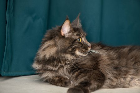 Maine Coon lies on the floor on a green background 4