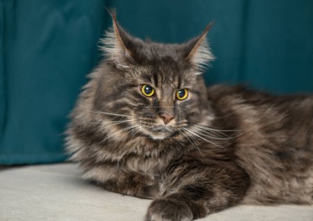 Maine Coon lies on the floor on a green background 5