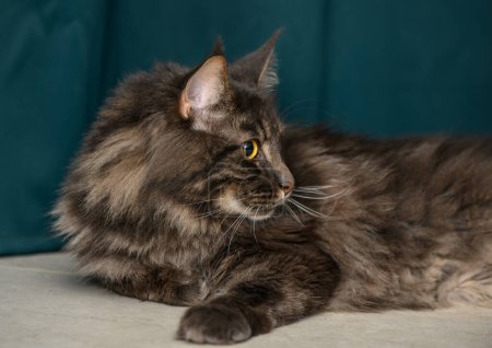beautiful Maine Coon with yellow eyes on a green background
