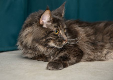 beautiful Maine Coon with yellow eyes on a green background 1