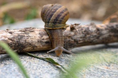 snail crawling on the stone 1