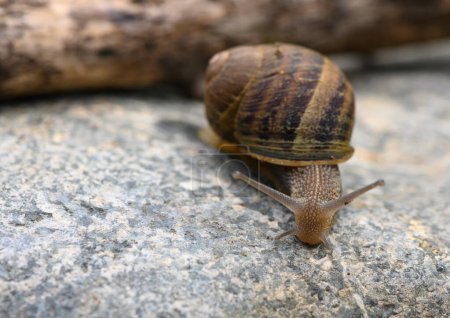a snail crawling on a coble stone path - macro shot 1