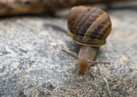 close up of a snail on a stone with blurred background 1