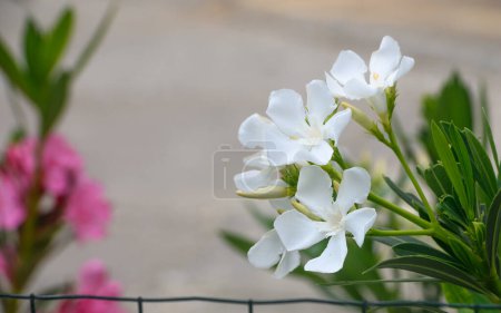 White oleander flowers and leaves in garden 1