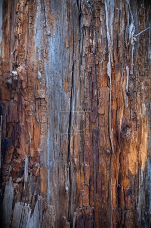 Téléchargez les photos : Planches en bois naturel dans un style rustique - en image libre de droit