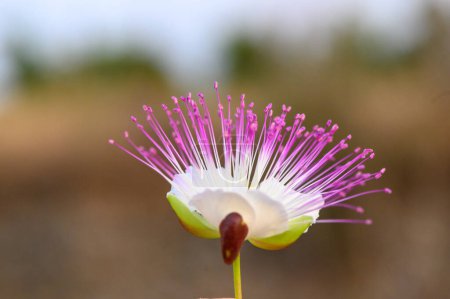 bloom of caper bush, also called Flinders rose