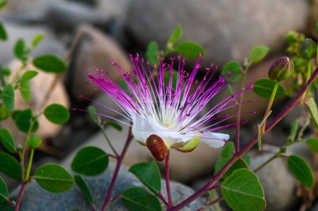 The plant is best known for the edible flower buds (capers). Beautiful details of a caper flower 3
