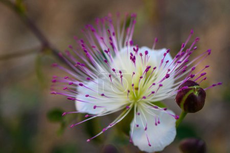 flor del arbusto de alcaparra, también llamado Flinders se levantó 4