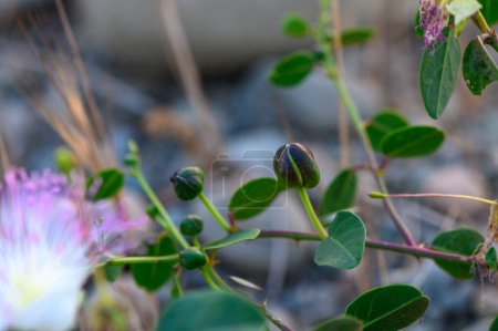 Capparis spinosa flor (también llamada Flinders rosa) en frente de un fondo borroso verde del arbusto alcaparra