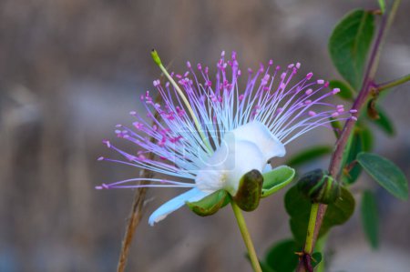 A blooming pink caper flower in a garden 4