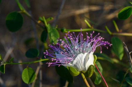 Foto de Flor blanca de la alcaparra con pistilos púrpura 1 - Imagen libre de derechos