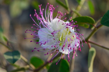 flor blanca de la alcaparra con pistilos morados 2