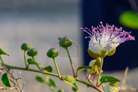 photo of a capper flower with photo of a flower with church with blurred background 4