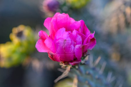 Kaktusfeigenkaktus mit rosa Blüte an der Küste von Ayia Napa auf Zypern. 3
