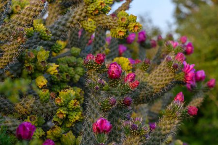 Prickly Pear Cactus with Pink Flower in Ayia Napa coast in Cyprus.