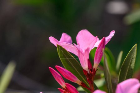 Nerium Nerium flores de adelfa en flor en color rosa