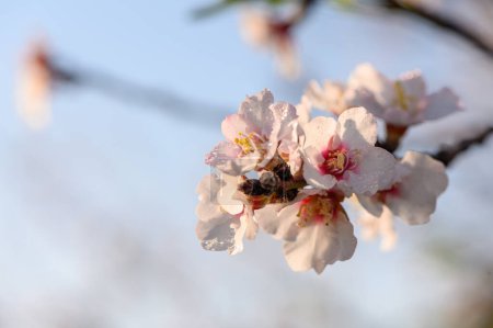The almond tree flowers with branches and almond nut close up, blurry background 1