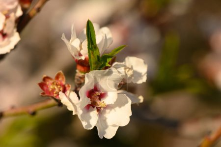 Close-up of the first pop of bloom almond trees as the season begins. 2