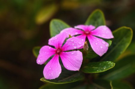 Beautiful Pink Catharanthus Roseus Flower With Raindrops In The Green Leaf