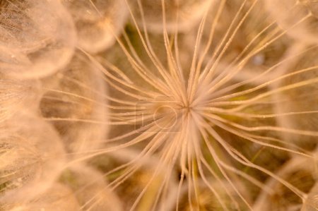 Macro nature. Dandelion close-up in the sun's rays 1