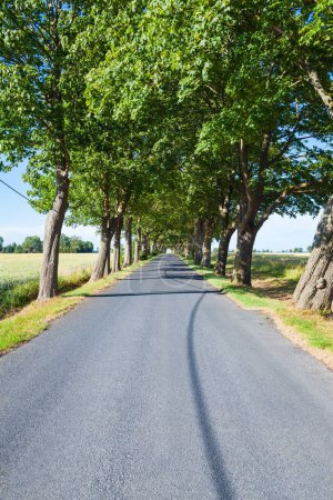 Straight tree tunnel lined empty asphalt road at countryside lead to horizon (copy space)