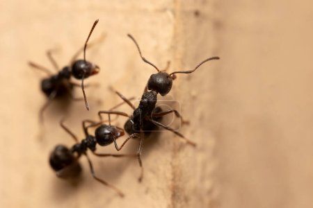 Macro photography of black ants on the wall.