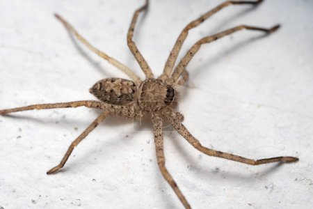 Macro photography of a wolf spider on a white wall.