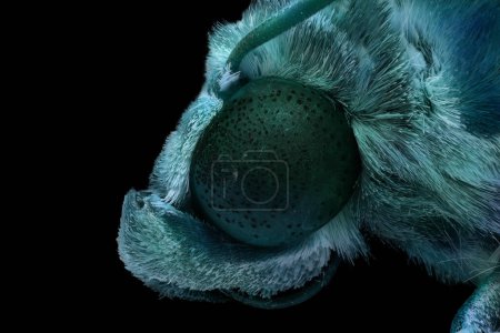 Photo for Macro photography of head of colorful moth isolated on black background. - Royalty Free Image